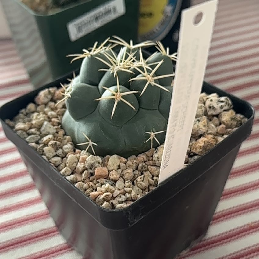 Photo of the plant species Scheer's Coryphantha 'Album' by @TycoonOricad1 named Apollo on Greg, the plant care app
