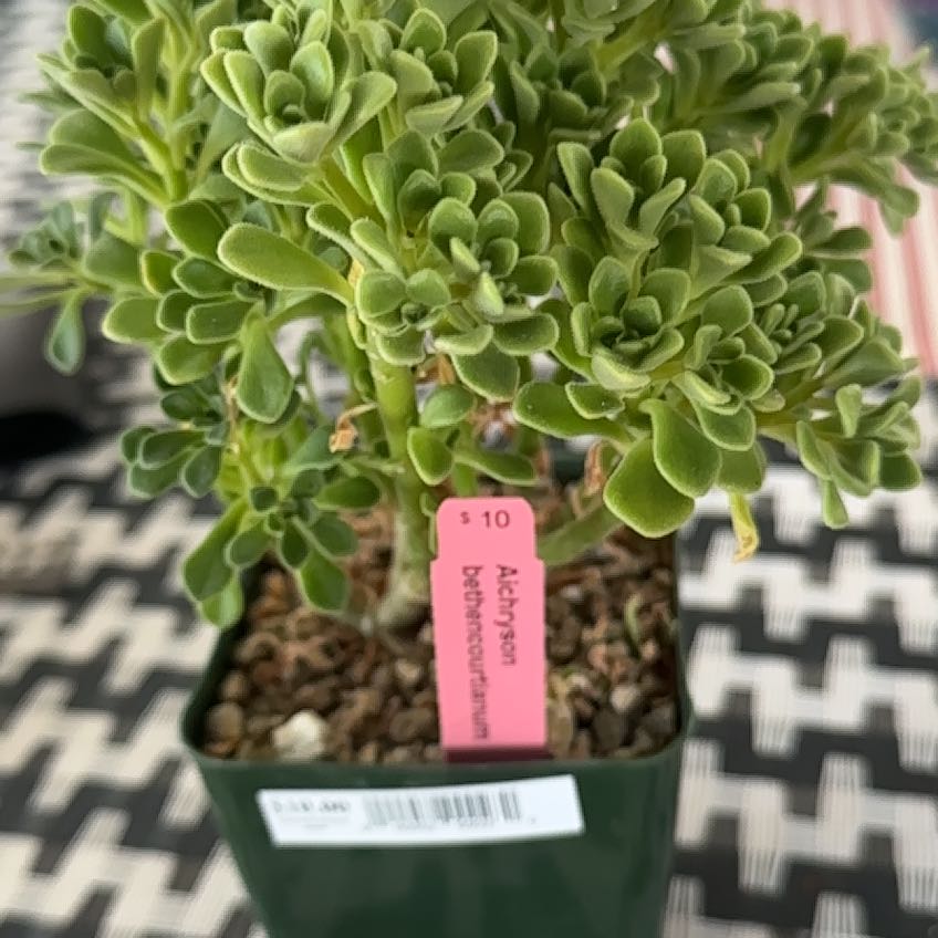Photo of the plant species Aeonium bethencourtianum by @TycoonOricad1 named Girlfrond on Greg, the plant care app