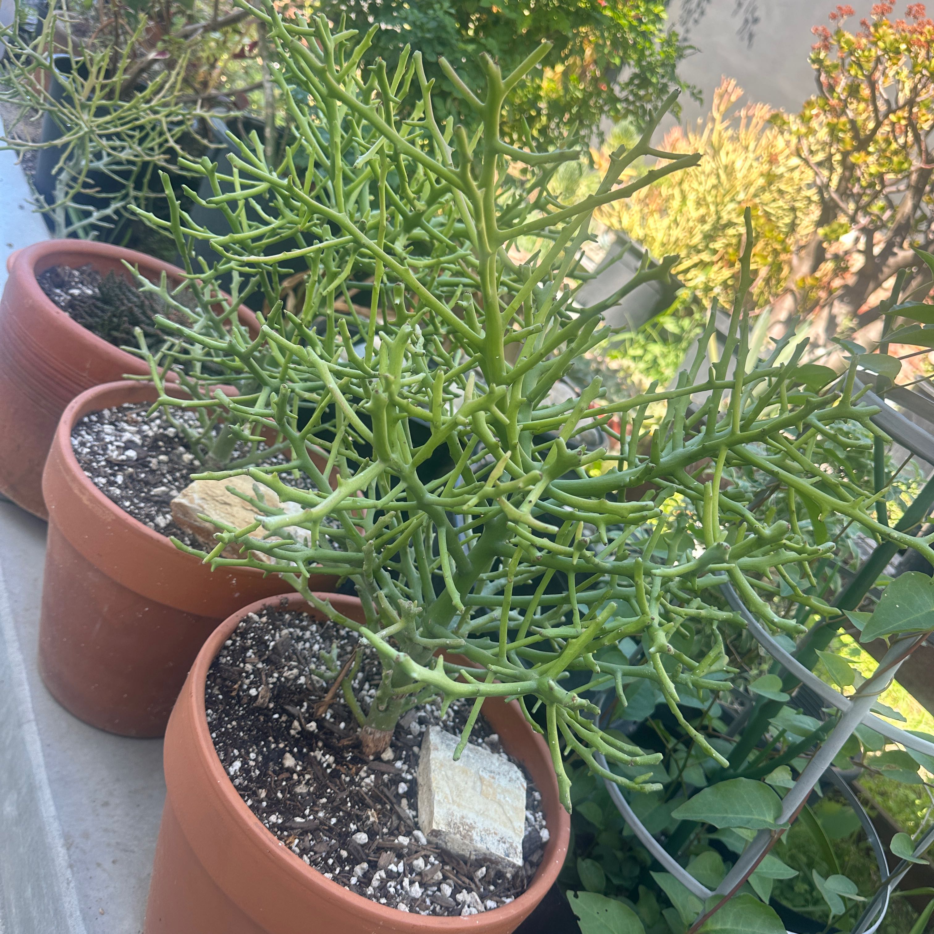 Photo of the plant species Euphorbia 'Briar Patch' by @TycoonOricad1 named Mochi on Greg, the plant care app