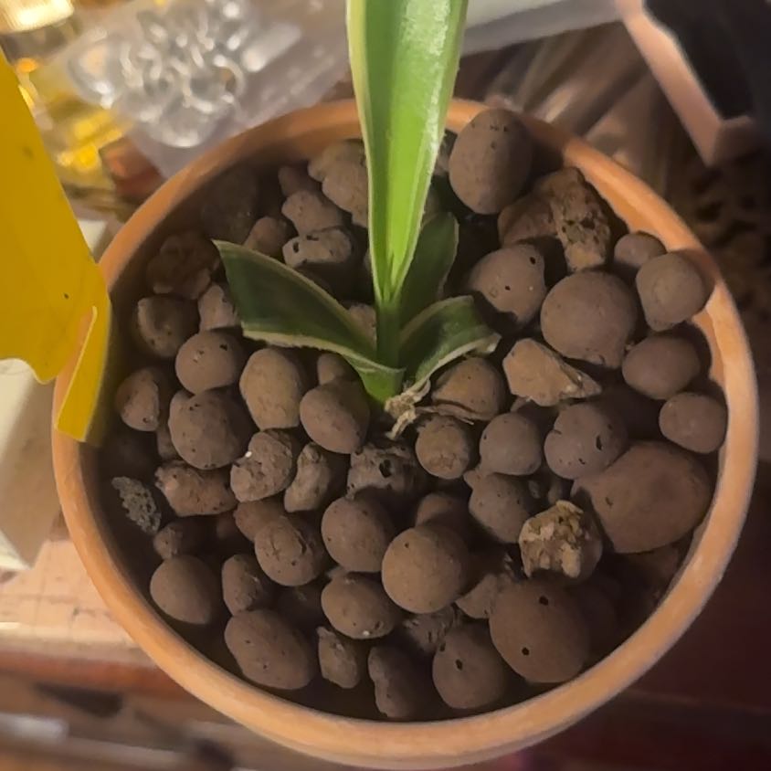 Photo of the plant species Spider Plant 'Reverse' by @KeyMyagrum76 named Scarlett on Greg, the plant care app