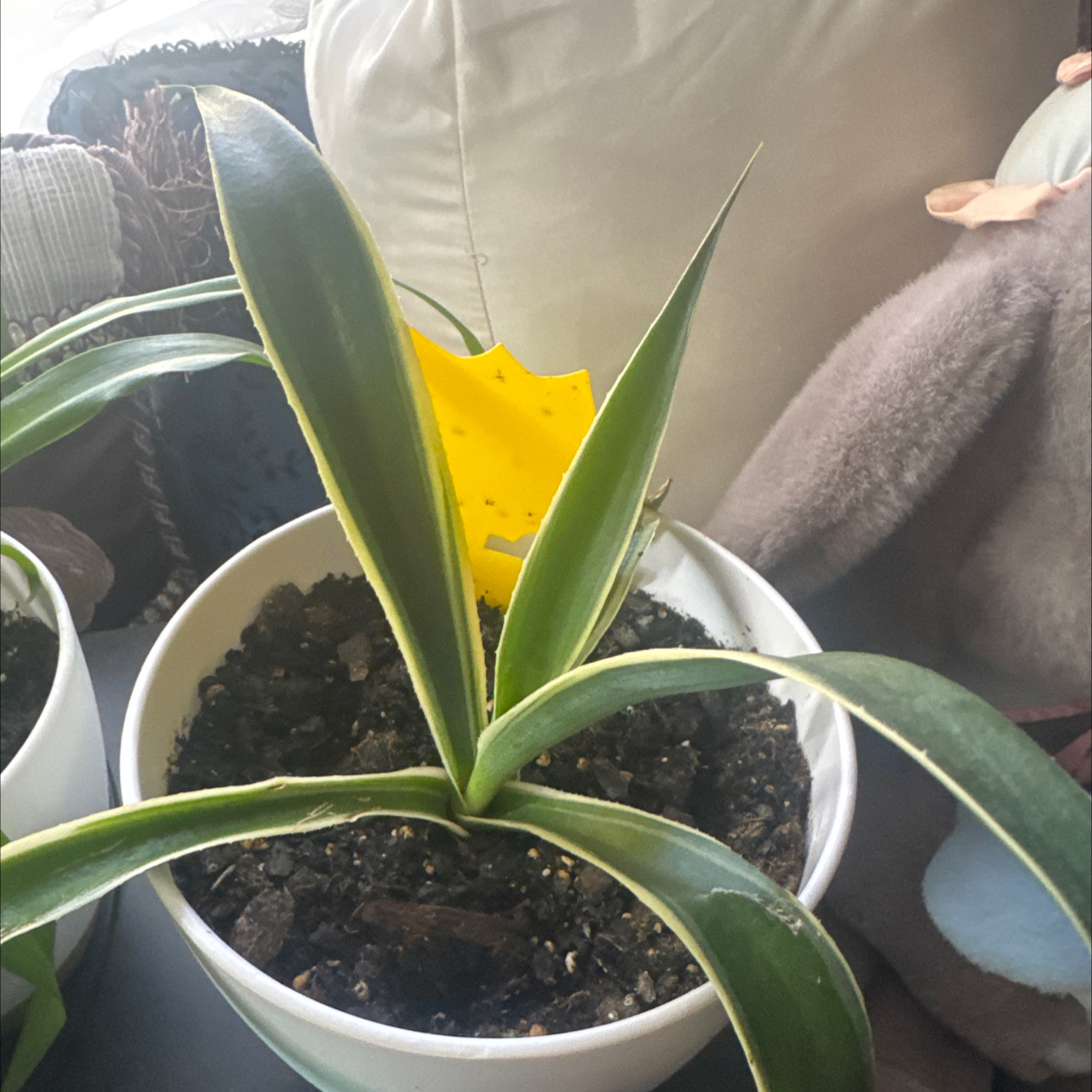 Photo of the plant species Spider Plant 'Reverse' by @KeyMyagrum76 named Spot on Greg, the plant care app