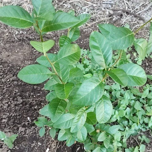 Photo of the plant species Sour Cherry by @ProudChollipo17 named Madonna on Greg, the plant care app