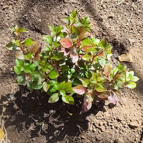Photo of the plant species Joseph's Coat by @ProudChollipo17 named Mary on Greg, the plant care app
