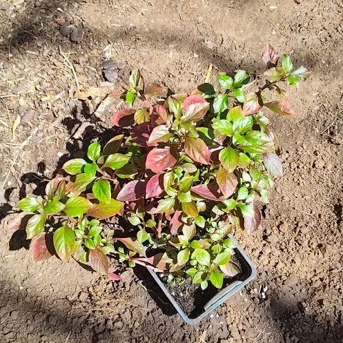 Photo of the plant species Joseph's Coat by @ProudChollipo17 named Jesus on Greg, the plant care app