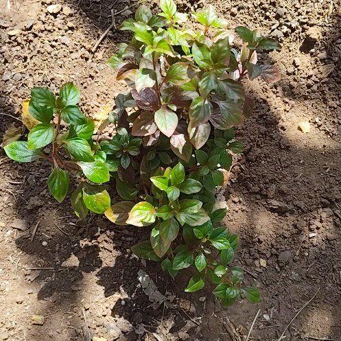 Photo of the plant species Joseph's Coat by @ProudChollipo17 named Jojo on Greg, the plant care app