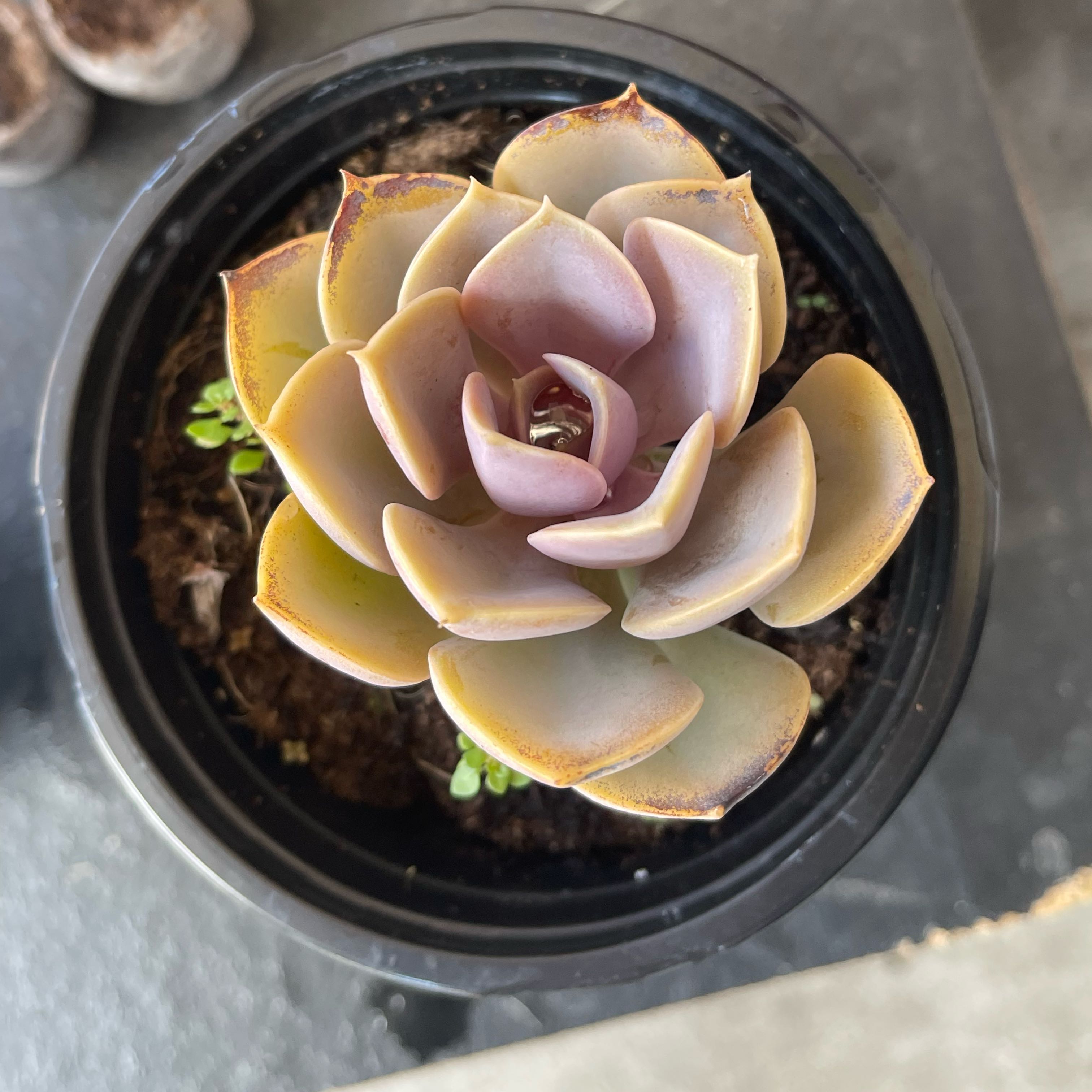 Photo of the plant species Echeveria 'Purple Pearl' by @torimisu named Luna on Greg, the plant care app