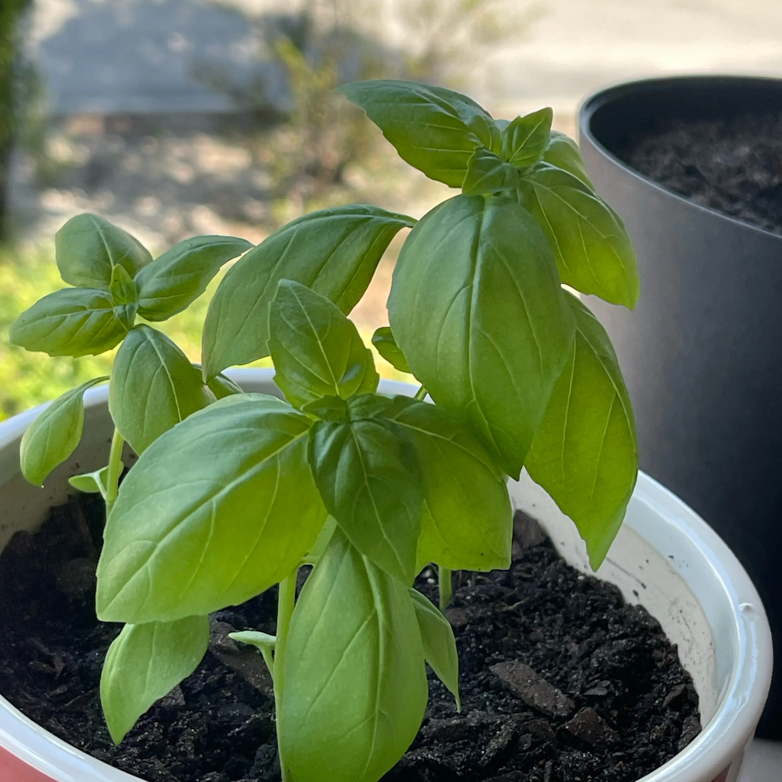 Photo of the plant species Basil by @torimisu named BaeSil on Greg, the plant care app