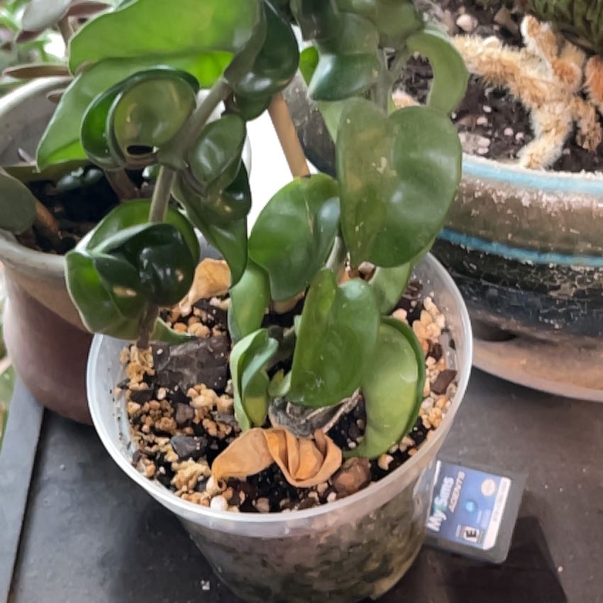 Photo of the plant species Hindu Rope Plant 'Regalis' by @BabyTauhinu6 named Queen on Greg, the plant care app