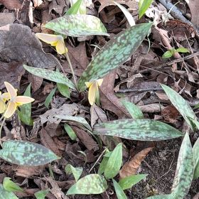 Photo of the plant species Amberbell by @WarmKohekohe32 named Bodhi on Greg, the plant care app