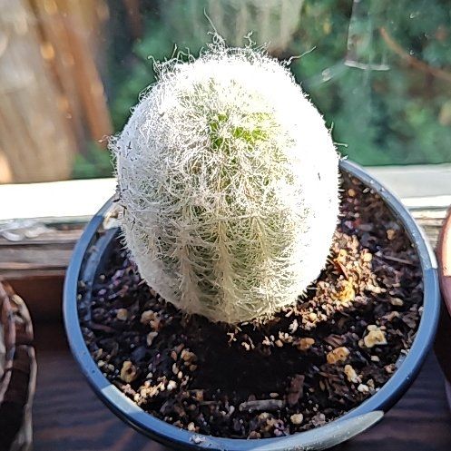 Photo of the plant species Mammilloydia by @SleekPlanty67 named Terra on Greg, the plant care app