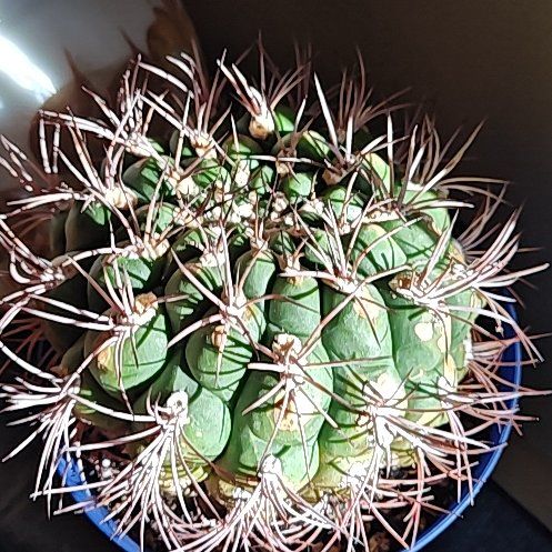 Photo of the plant species Queen of the Night by @SleekPlanty67 named Messi on Greg, the plant care app