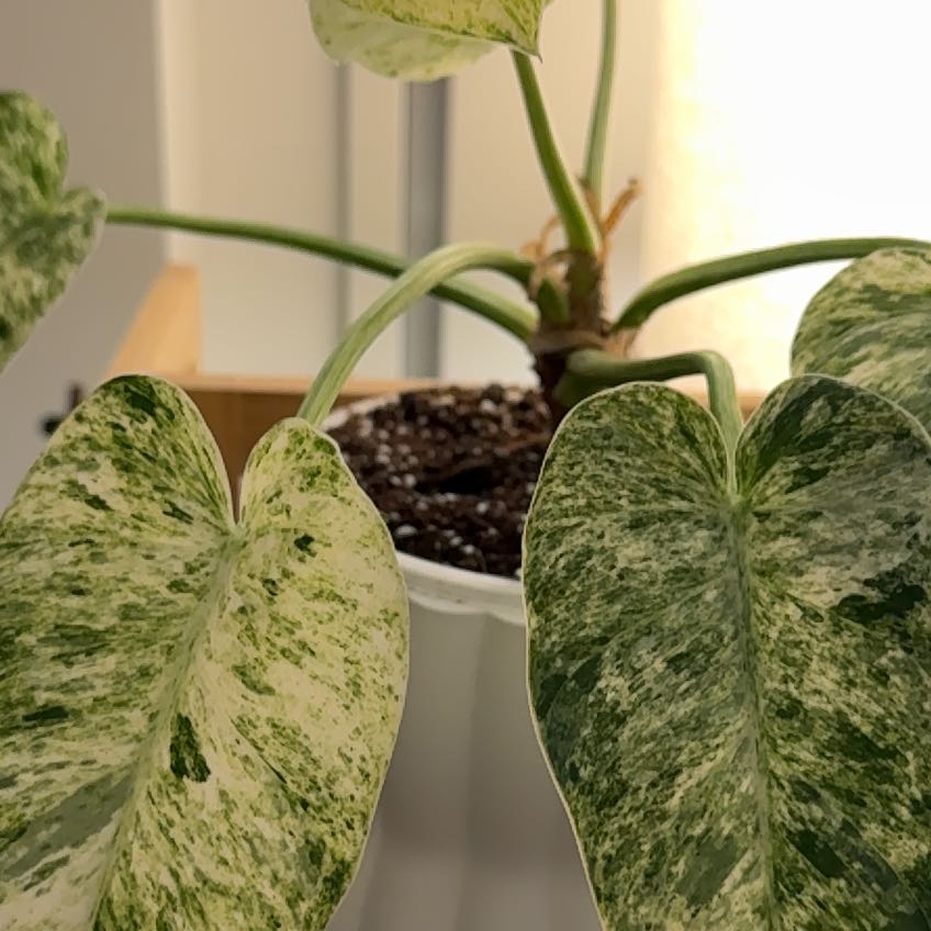 Photo of the plant species Philodendron giganteum Variegated Blizzard by @ZippyLeafcelery named Spike Leaves on Greg, the plant care app
