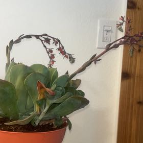 Photo of the plant species Echeveria 'Blue Sky' by @StarOxlip38 named Tessa jr on Greg, the plant care app