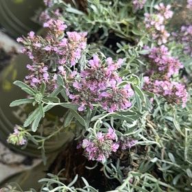Photo of the plant species Majorcan Germander by @YesMostii27 named Foxxy on Greg, the plant care app