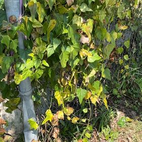 Photo of the plant species Chinese Yam by @FruitfulMiro named Dolores on Greg, the plant care app