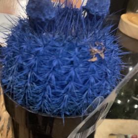 Photo of the plant species Rattail Nipple Cactus by @FruitfulMiro named Surya on Greg, the plant care app