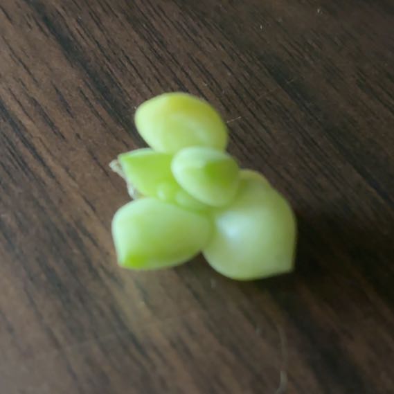 Photo of the plant species SEDEVERIA PERIDOT P by @SteadyIcecaps15 named Pup on Greg, the plant care app