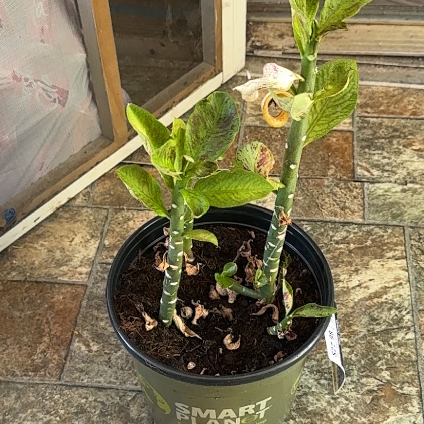 Photo of the plant species African poinsettia by @GrandGuasca89 named Messi on Greg, the plant care app