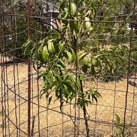 Photo of the plant species Babcock Peach by @GrandGuasca89 named Luna on Greg, the plant care app