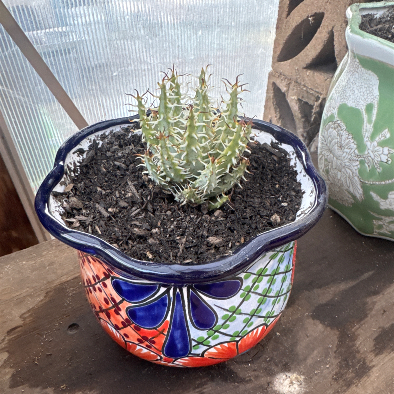 Photo of the plant species Aloe Erinacea by @GrandGuasca89 named Sir pokes alot on Greg, the plant care app
