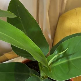 Photo of the plant species Philodendron Princess by @ModestJade6 named Philodenderon on Greg, the plant care app