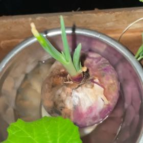 Photo of the plant species Ontonic Onion by @IdolSeaoxeye56 named Sproutacus on Greg, the plant care app
