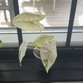 Photo of the plant species Alocasia Frydek Variegated by @CredibleBeech76 named Elina on Greg, the plant care app