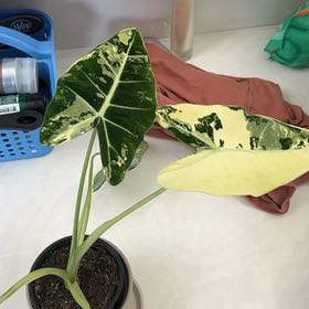 Photo of the plant species Alocadia Frydek Aurea by @FinestZelkova94 named Minerva on Greg, the plant care app