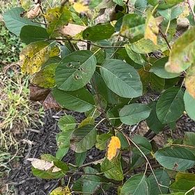 Photo of the plant species Saskatoon by @NiftyFord25 named Keanu Leaves on Greg, the plant care app