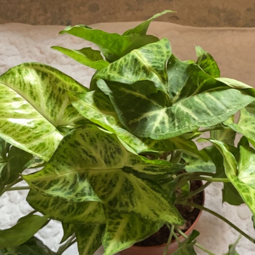 Photo of the plant species Roxana Arrowhead Plant by @saraamariie named Diana on Greg, the plant care app