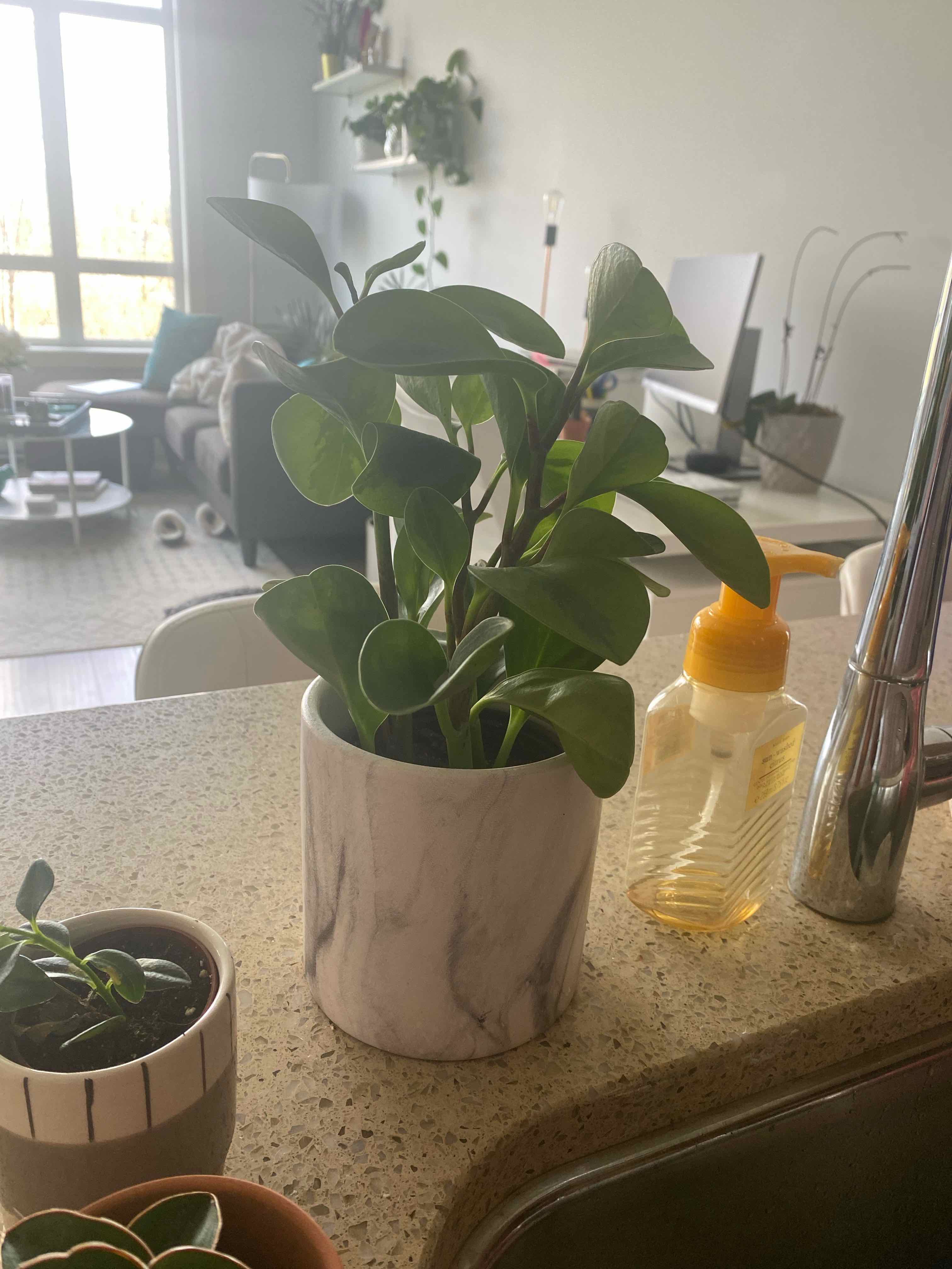 Lemon Lime Peperomia plant in a white pot on a kitchen counter, appears healthy.