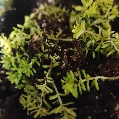 Photo of the plant species Swamp Stonecrop by @DifferentBonsi2 named Khaleesi on Greg, the plant care app