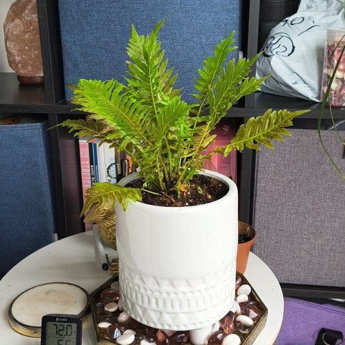 Photo of the plant species Silver Lady Fern by @FocusedBlusher named Fern Brady on Greg, the plant care app