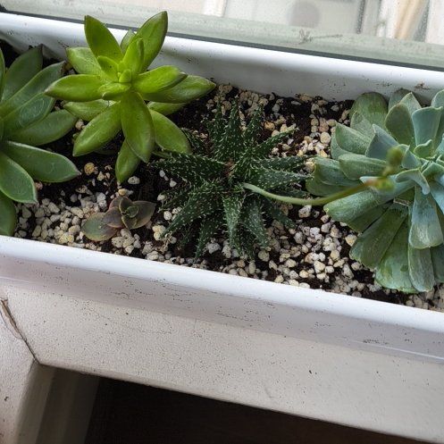 Photo of the plant species Marcus Aloe 'Pepe' by @FocusedBlusher named Alvin on Greg, the plant care app