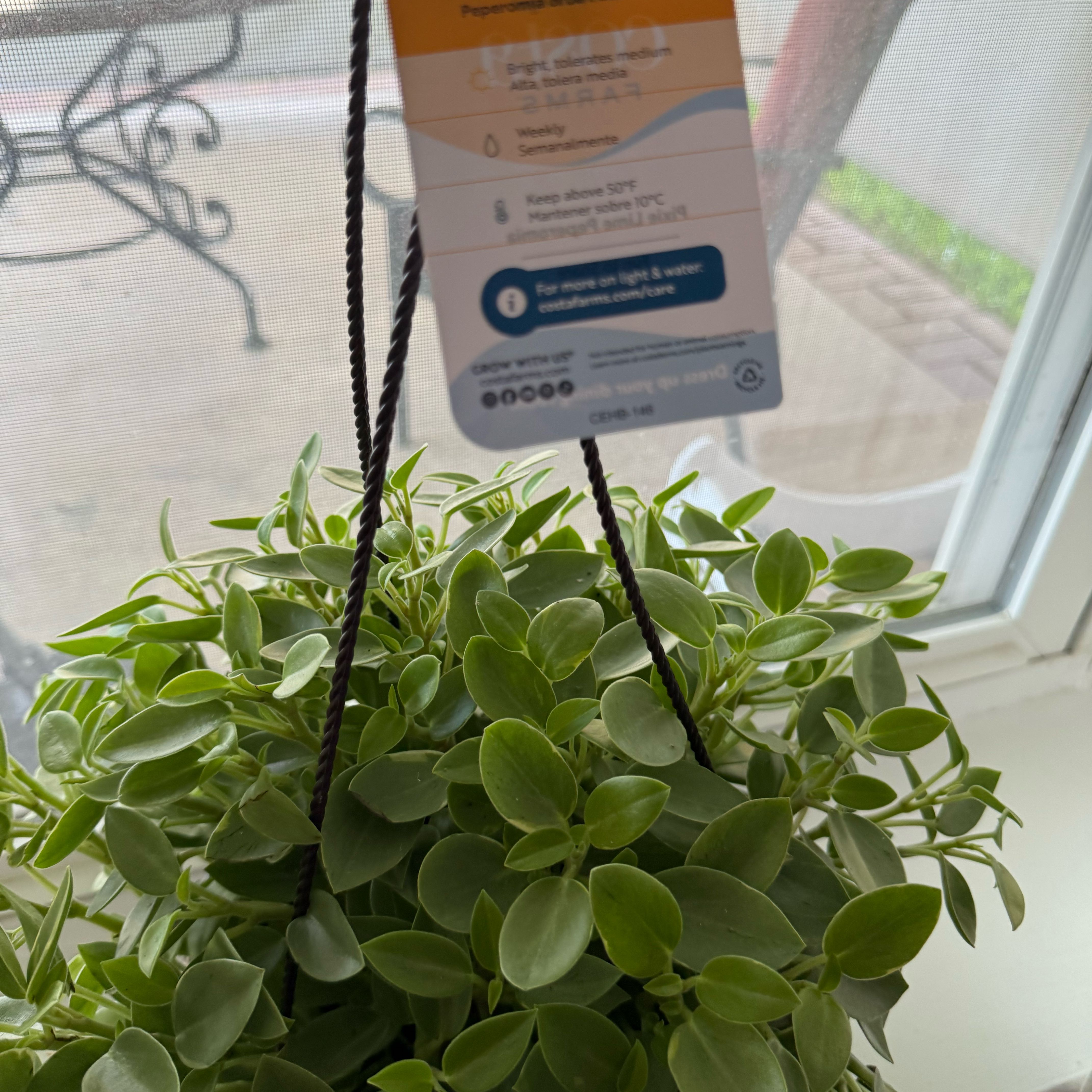 Photo of the plant species Peperomia 'Pixie Lime' by @PerkyLettuce61 named Surya on Greg, the plant care app