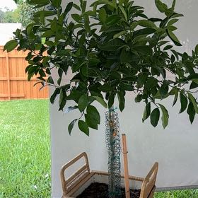 Photo of the plant species Meyer Lemon by @PerkyLettuce61 named Kendall on Greg, the plant care app