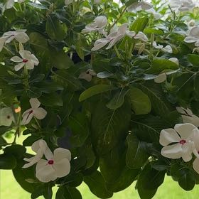 Photo of the plant species Cora® Classic Vinca by @PerkyLettuce61 named Apollo on Greg, the plant care app