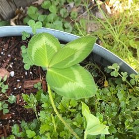 Photo of the plant species Red Clover by @MaturePigfern74 named Coco on Greg, the plant care app