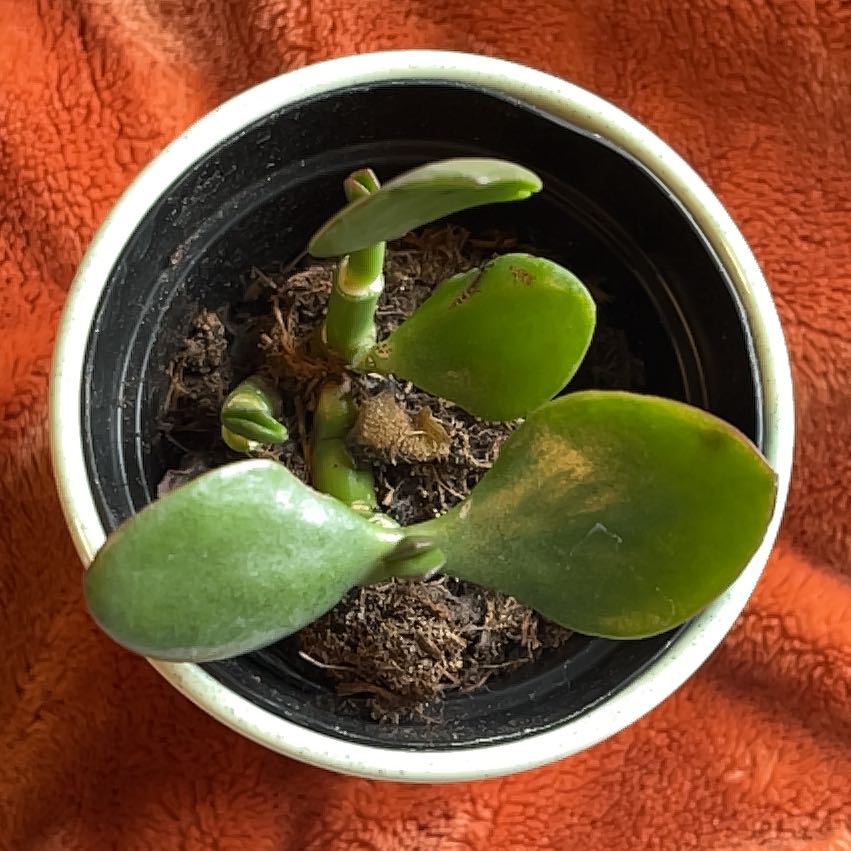 Photo of the plant species Jumbo Jade by @JazzyLagunaria named McKinley on Greg, the plant care app