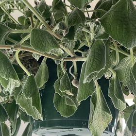 Photo of the plant species Jerusalem Sage by @FancyCacto92 named Oscar on Greg, the plant care app