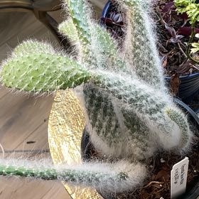 Photo of the plant species Snow White by @FancyCacto92 named Peter Parker on Greg, the plant care app