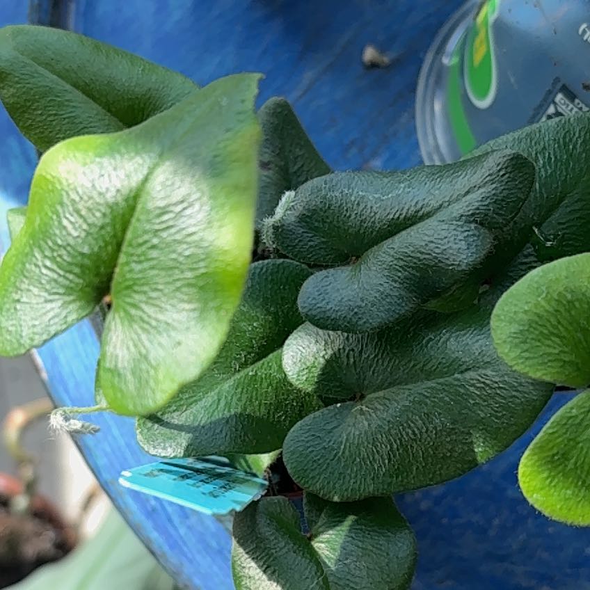Photo of the plant species Acrostichum Aureum by @FancyCacto92 named Stella on Greg, the plant care app