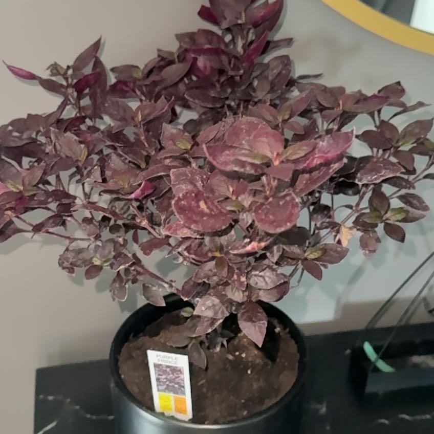Photo of the plant species Purple Prince Alternanthera by @CaringArugula32 named purple haze on Greg, the plant care app