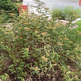 Photo of the plant species Laurel Sumac by @LitheDamsii30 named Rainier on Greg, the plant care app