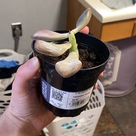 Photo of the plant species Graptopetalum 'Murasaki' by @PiousGlueseed13 named Tolkien on Greg, the plant care app