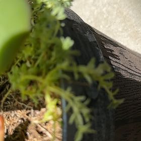 Photo of the plant species Bachelor's Buttons by @RoundPokaka35 named Clooney on Greg, the plant care app