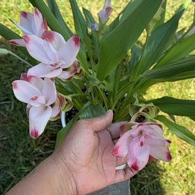 Photo of the plant species Cape Bugle-Lily by @Scordoba named Marilyn on Greg, the plant care app