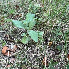 Photo of the plant species Devilsbit by @NobleWoodruff named Beckham on Greg, the plant care app