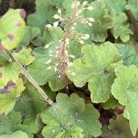 Photo of the plant species Foam Flower by @NicoleB named Lebron on Greg, the plant care app