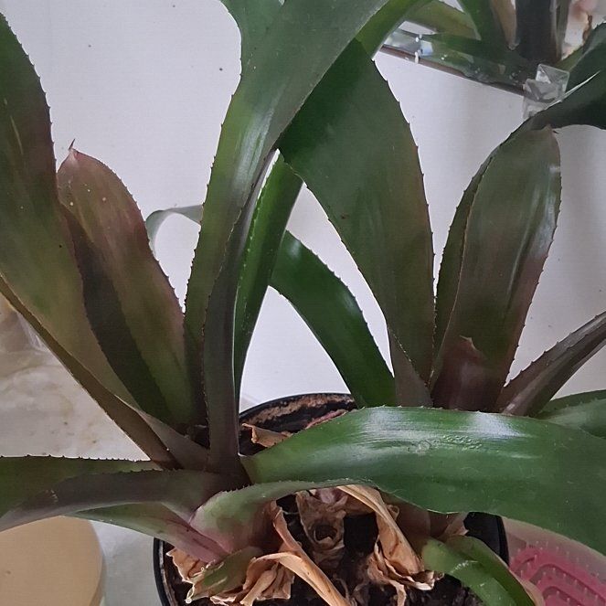 Photo of the plant species Bromeliad by @UpbeatDuranta41 named Oscar on Greg, the plant care app